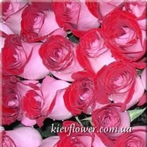 Latin Lady rose